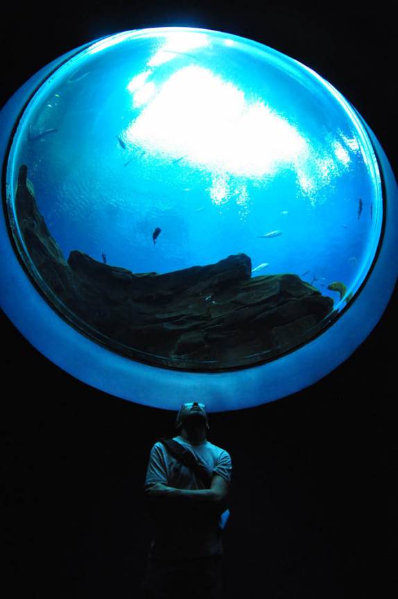 Imnpressionado com o Aquário de Atlanta, na Georgia - EUA